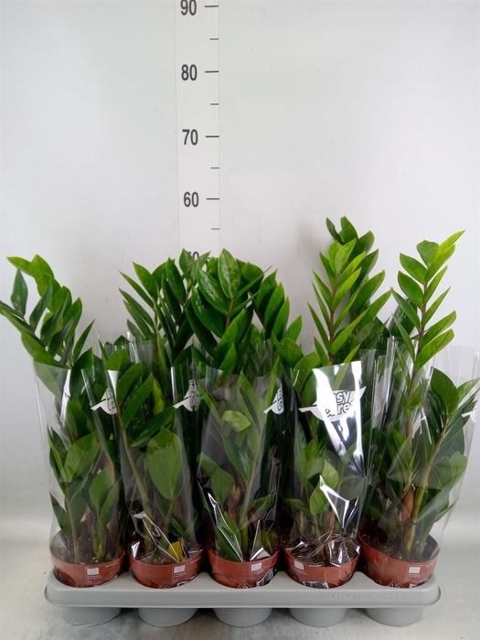 <h4>Zamioculcas zamiifolia</h4>