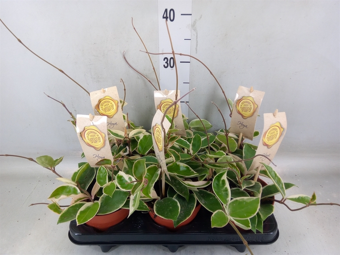 <h4>Hoya carnosa 'Krimson Queen'</h4>