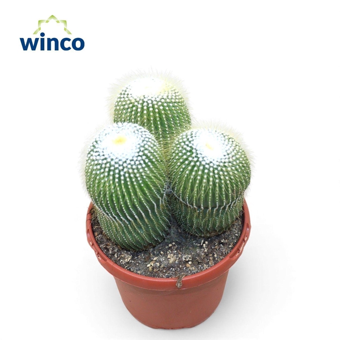 <h4>Notocactus Leninghausi Inermis (group)</h4>