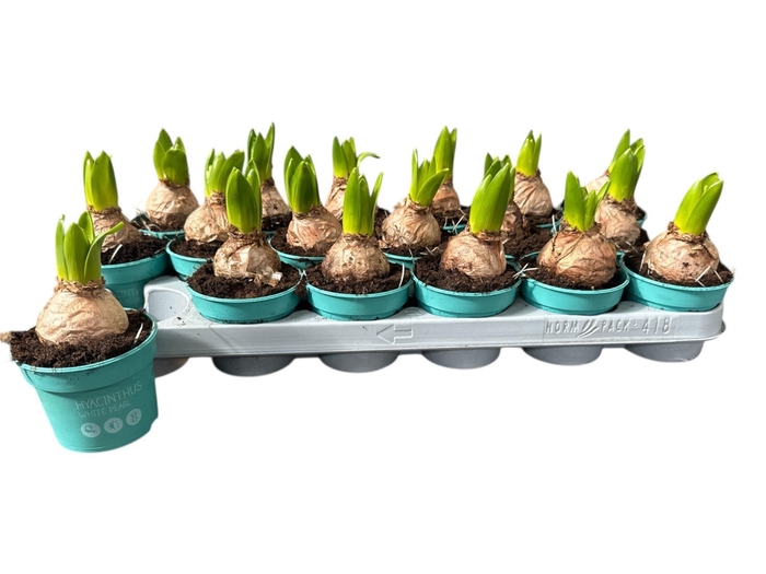 <h4>HYACIN WHITE PEARL</h4>