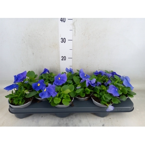 Viola wr. 'Carneval True Blue'