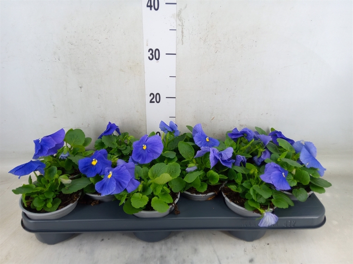 <h4>Viola wr. 'Carneval True Blue'</h4>