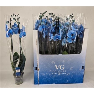 Phal **paint** Blauw 2 Branches 16+