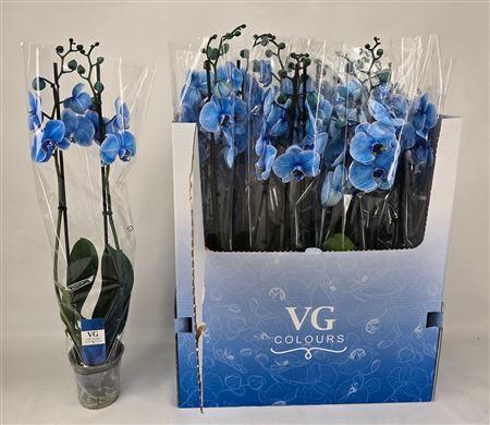 <h4>Phal **paint**blue 2 Branches 16+</h4>