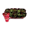 Kalanchoe Favorita Red & White Mix