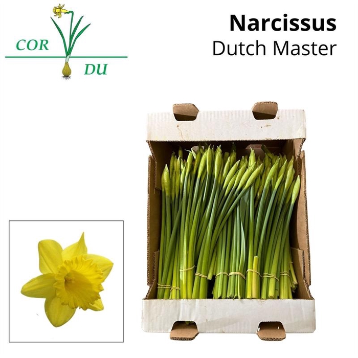 <h4>NARCISSUS TR 'DUTCH MASTER' x10</h4>