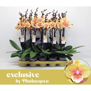 Marketa 2-tak 60cm (RIJP)