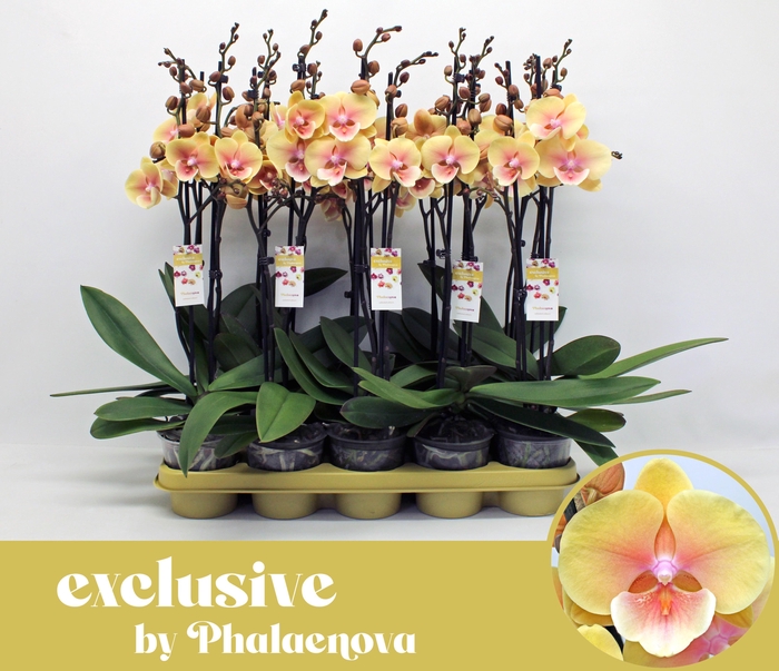 <h4>Marketa 2-tak 60cm (RIJP)</h4>