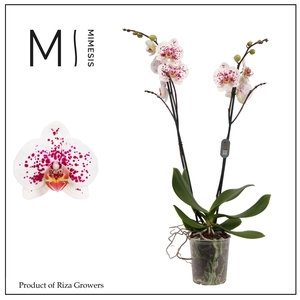 Phalaenopsis MacKenzie 2 spike – 12cm | Mimesis