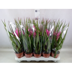 Tillandsia  'Antonio'