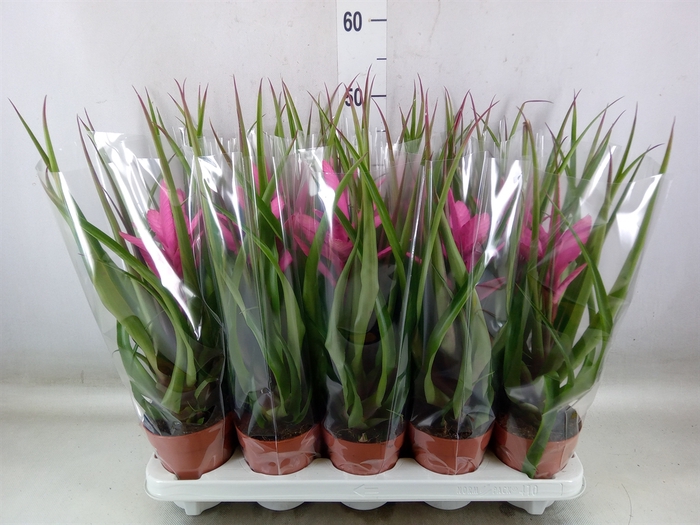 <h4>Tillandsia  'Antonio'</h4>