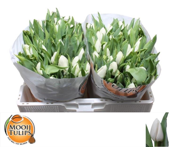 <h4>TU EN UPDATE</h4>