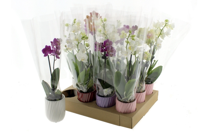 <h4>PHAL GEM</h4>