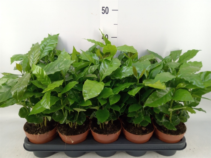 <h4>Coffea arabica</h4>