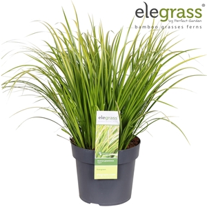 Acorus gramineus Ogon