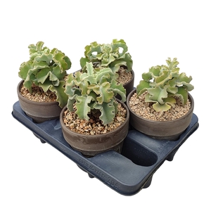 KALANCHOE BEHARENSIS NANA - TERRACOTTA POT Ø 15 - TRAY 4 PCS (SUCCULENTEN)