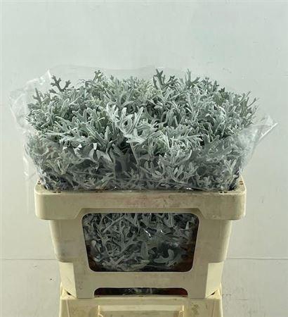 <h4>Jacobaea Ovidius</h4>