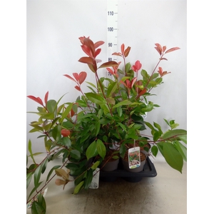 Photinia fraseri 'Red Robin'