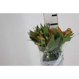 ALSTROEMERIA GYPSY 080 CM LARANJA