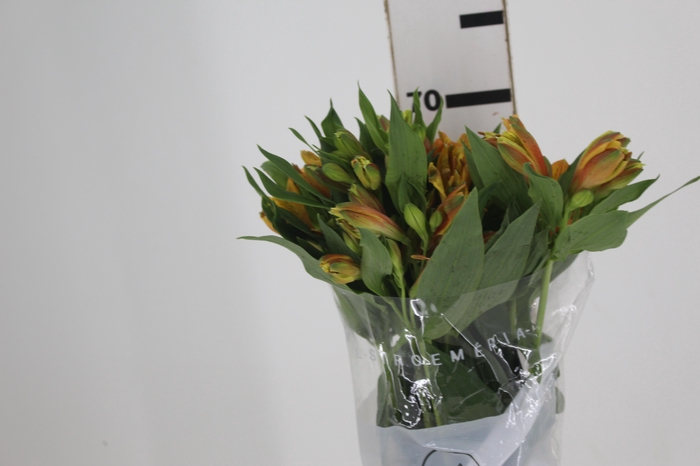 <h4>ALSTROEMERIA GYPSY 080 CM LARANJA</h4>