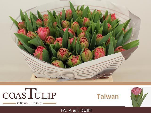 <h4>TU DU TAIWAN</h4>