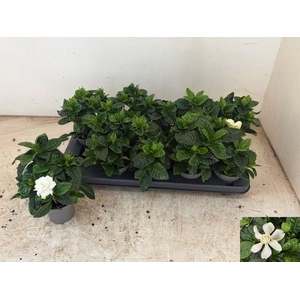 GARDENIA JASMINOIDES