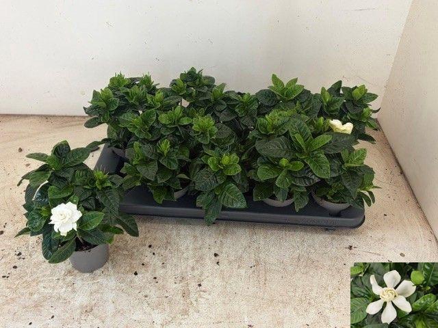 <h4>GARDENIA JASMINOIDES</h4>