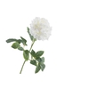 Paeonia  White