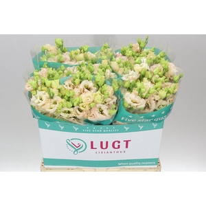 Eust Du Alissa L Apricot