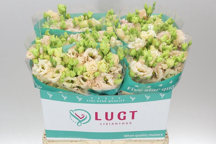 <h4>Eust Du Alissa L Apricot</h4>