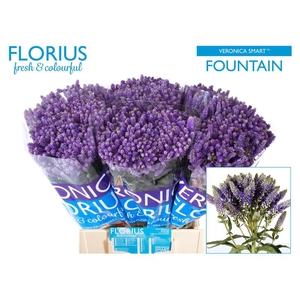Veronica Smart Fountain Spray Florius