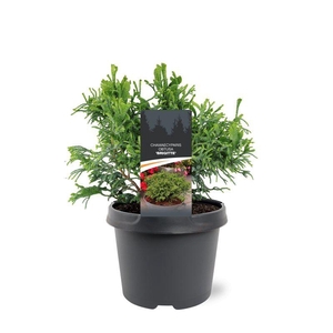 Chamaecyparis obtusa 'Brigitte'