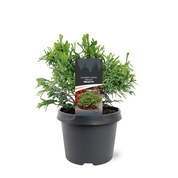 <h4>Chamaecyparis obtusa 'Brigitte'</h4>