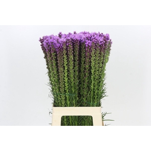 Liatris Spicata