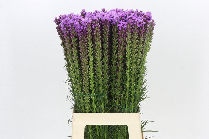 <h4>Liatris Spicata</h4>