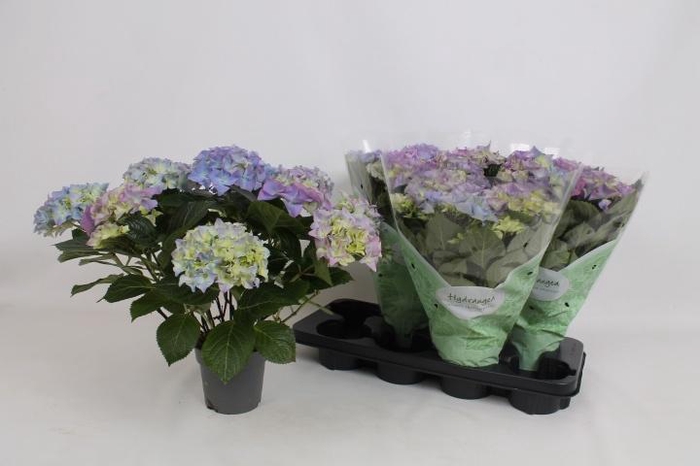 <h4>HYDR M EARLY BLUE</h4>