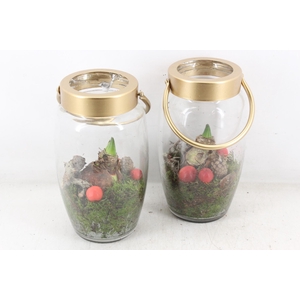 arr4 Amaryllis PL - Glas windlicht gold