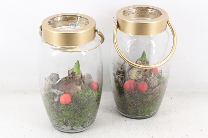 <h4>arr4 Amaryllis PL - Glas windlicht gold</h4>