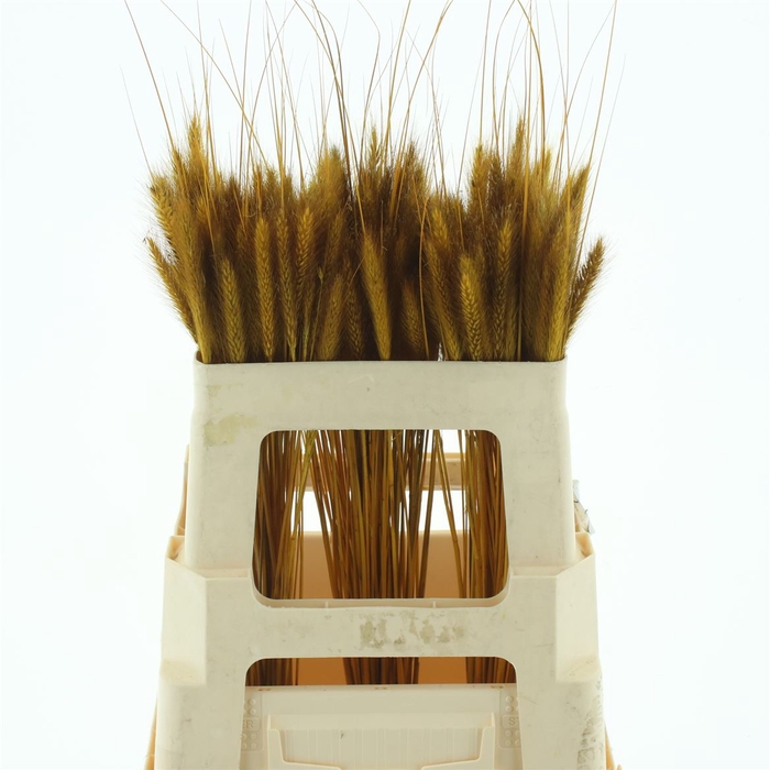 <h4>Pennisetum Yellow</h4>