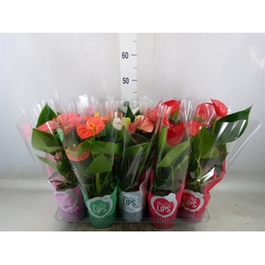 Anthurium   ...mix