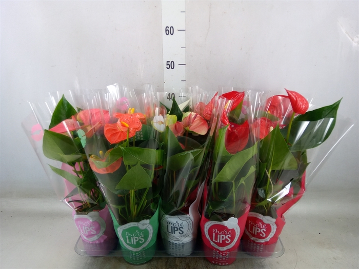 <h4>Anthurium   ...mix</h4>