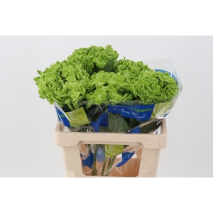 Hydr Matcha Green Super