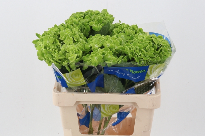 <h4>Hydr Matcha Green Super</h4>