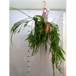 Rhipsalis   ...