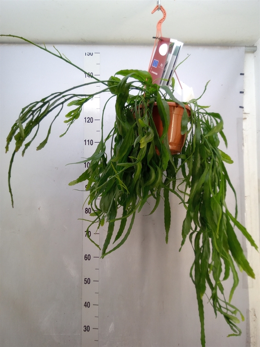 Rhipsalis   ...