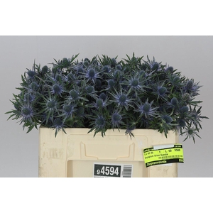 Eryngium Orion