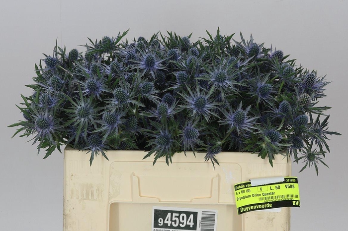 <h4>Eryngium Orion</h4>
