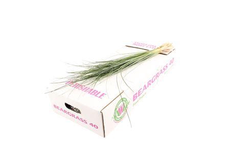<h4>Xerophyllum tenax Beargrass per bos</h4>