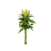 CELOSIA PLUMOSA SUNDAY 070 CM VERDE