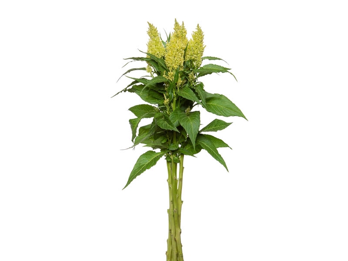 CELOSIA PLUMOSA SUNDAY 070 CM VERDE